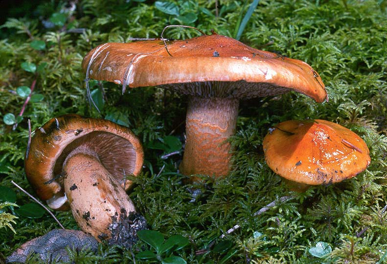 Tricholoma aurantium